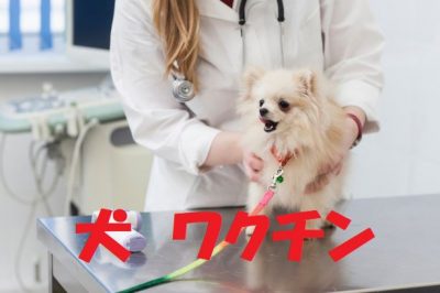 犬のワクチン接種