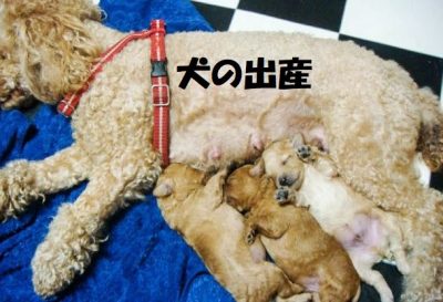 犬の出産
