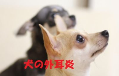 犬の外耳炎